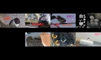 Thumbnail of BirdsNestingBirdsFeeder 2