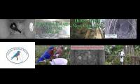 Thumbnail of BirdsNestingBirdsFeeder 5