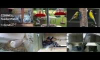 Thumbnail of BirdsNestingBirdsFeeder 8