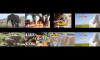 Thumbnail of BirdsNestingBirdsFeeder 23