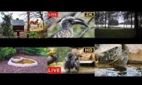 BirdsNestingBirdsFeeder 14