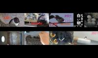 Thumbnail of BirdsNestingBirdsFeeder 2