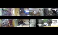 BirdsNestingBirdsFeeder 8