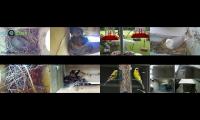 BirdsNestingBirdsFeeder 8