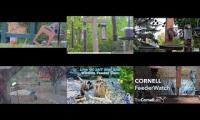BirdsNestingBirdsFeeder 24