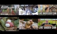 BirdsNestingBirdsFeeder 1