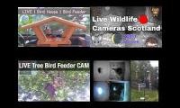 BirdsNestingBirdsFeeder 21