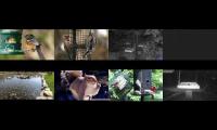 BirdsNestingBirdsFeeder 25
