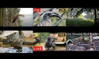 BirdsNestingBirdsFeeder 14