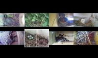 Thumbnail of BirdsNestingBirdsFeeder 8