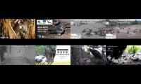 Thumbnail of BirdsNestingBirdsFeeder 15