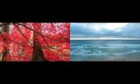 Thumbnail of Lotus Relaxation - YouTube