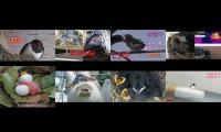 BirdsNestingBirdsFeeder 2