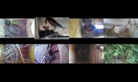 BirdsNestingBirdsFeeder 8