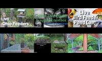 BirdsNestingBirdsFeeder 20