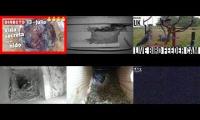 BirdsNestingBirdsFeeder 6