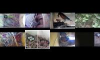 BirdsNestingBirdsFeeder 8