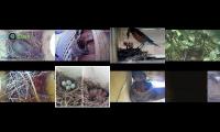 Thumbnail of BirdsNestingBirdsFeeder 8