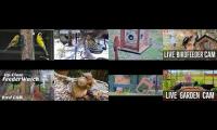 Thumbnail of BirdsNestingBirdsFeeder 1