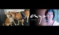 Enya and Shiba playing over each other2