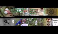 Thumbnail of BirdsNestingBirdsFeeder 5