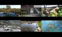Thumbnail of BirdsNestingBirdsFeeder 18