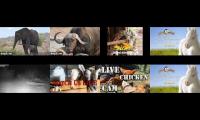 Thumbnail of BirdsNestingBirdsFeeder 23
