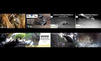 Thumbnail of BirdsNestingBirdsFeeder 15