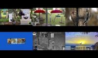 BirdsNestingBirdsFeeder 26
