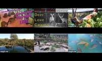 Thumbnail of BirdsNestingBirdsFeeder 18