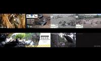 Thumbnail of BirdsNestingBirdsFeeder 15