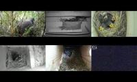 BirdsNestingBirdsFeeder 6