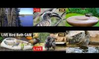 Thumbnail of BirdsNestingBirdsFeeder 14