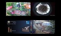 BirdsNestingBirdsFeeder 27