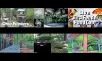 Thumbnail of BirdsNestingBirdsFeeder 20