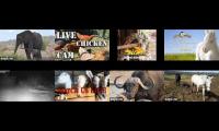 BirdsNestingBirdsFeeder 23
