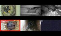 Thumbnail of BirdsNestingBirdsFeeder 6
