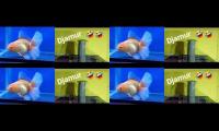 ikan maskoki diaquarium kecil