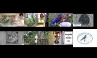 Thumbnail of BirdsNestingBirdsFeeder 5