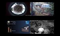 BirdsNestingBirdsFeeder 27