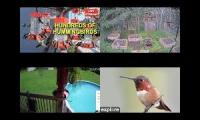 BirdsNestingBirdsFeeder 28