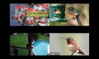 Thumbnail of BirdsNestingBirdsFeeder 28