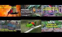 BirdsNestingBirdsFeeder 16