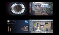 BirdsNestingBirdsFeeder 27