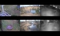 BirdsNestingBirdsFeeder 29