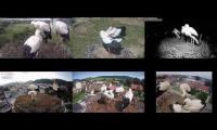 Thumbnail of StorkCameras from Europe 20210719