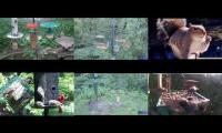 BirdsNestingBirdsFeeder 25