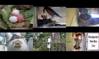 Thumbnail of BirdsNestingBirdsFeeder 8