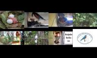 Thumbnail of BirdsNestingBirdsFeeder 8
