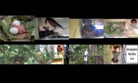 BirdsNestingBirdsFeeder 8